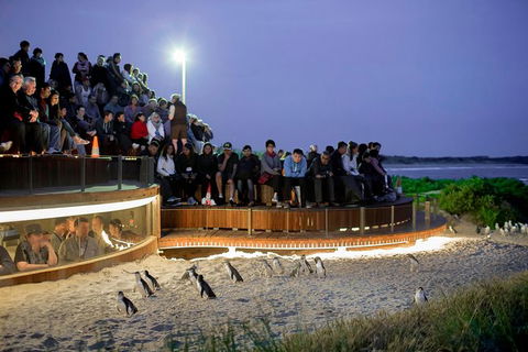 Pure Nature - Phillip Island, Penguins & Exclusive Wildlife Sanctuary Encounter - Attractions Melbourne 7
