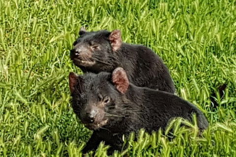 Pure Nature - Phillip Island, Penguins & Exclusive Wildlife Sanctuary Encounter - Attractions Melbourne 8