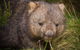 Wilsons Promontory Day Trip From Melbourne - thumb 10