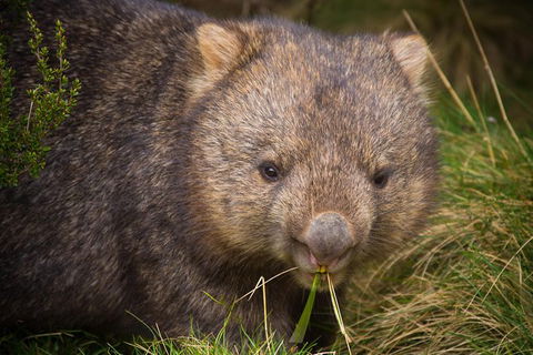 Wilsons Promontory Day Trip From Melbourne - Attractions Melbourne 10