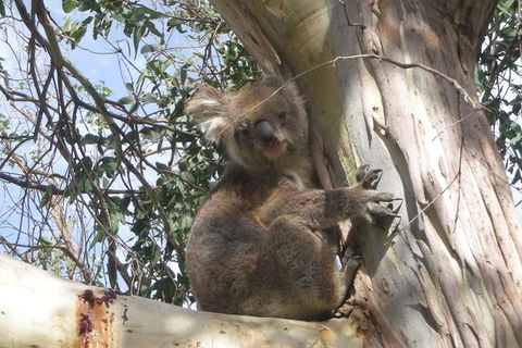 Small-Group Great Ocean Road Classic Day Tour From Melbourne - Attractions Melbourne 7