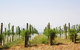 Private Tour: Yarra Valley Wineries With Wine Tastings - thumb 10