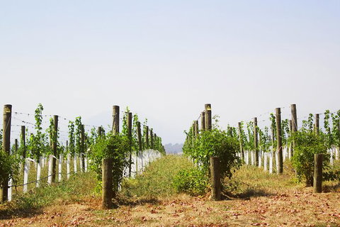 Private Tour: Yarra Valley Wineries With Wine Tastings - Attractions Melbourne 10