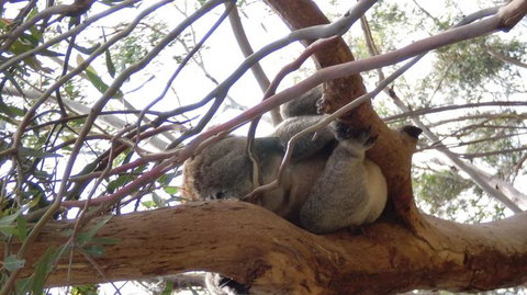 Phillip Island 3 Park Pass: Penguin Parade, Koala Conservation Centre And Penguin Parade, Koala ConservationHeritage Farm - Attractions Melbourne 4