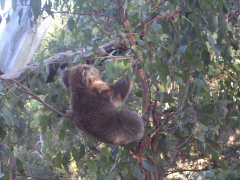 Phillip Island 3 Park Pass: Penguin Parade, Koala Conservation Centre And Penguin Parade, Koala ConservationHeritage Farm - Attractions Melbourne 2