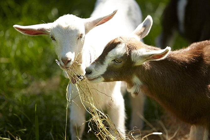 Mornington Peninsula Farm Produce Wine and Cider Tour Melbourne