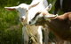 Mornington Peninsula Farm Produce Wine And Cider Tour - thumb 0