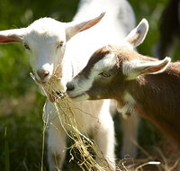 Mornington Peninsula Farm Produce Wine and Cider Tour