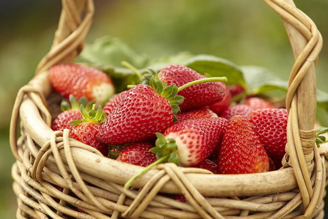 Mornington Peninsula Farm Produce Wine And Cider Tour - Attractions Melbourne 9