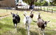 Mornington Peninsula Farm Produce Wine And Cider Tour - thumb 5
