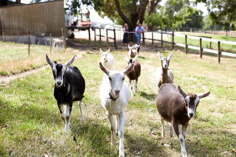 Mornington Peninsula Farm Produce Wine And Cider Tour - Attractions Melbourne 5