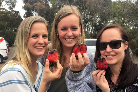 Mornington Peninsula Farm Produce Wine And Cider Tour - Attractions Melbourne 6