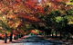 Macedon Ranges Small Group Wine Tour With 2 Course Lunch And Morning Tea - thumb 3