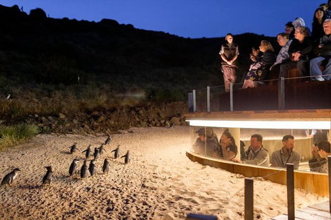 Private Phillip Island Day Trip From Melbourne Including Penguin Parade Premium Viewing - Attractions Melbourne 3