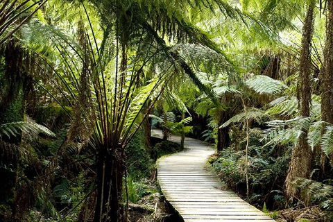 Helicopter Flight + Fine Dining Private Luxury Great Ocean Road Tour - Attractions Melbourne 4