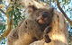 Helicopter Flight + Fine Dining Private Luxury Great Ocean Road Tour - thumb 3
