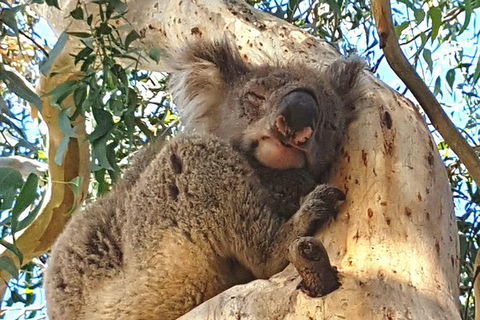 Helicopter Flight + Fine Dining Private Luxury Great Ocean Road Tour - Attractions Melbourne 3