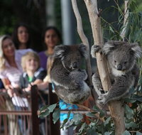 Australian Wildlife Tour at Melbourne Zoo