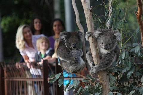 Australian Wildlife Tour At Melbourne Zoo - Attractions Melbourne 0