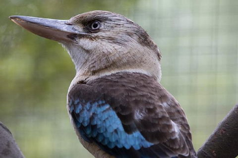 Australian Wildlife Tour At Melbourne Zoo - Attractions Melbourne 1