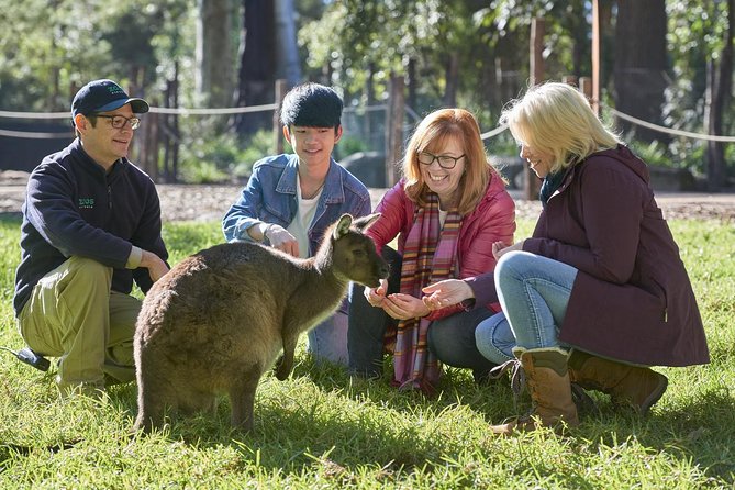 Australian Wildlife Experience at Healesville Sanctuary Melbourne