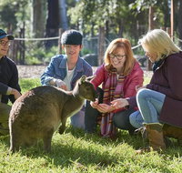 Australian Wildlife Experience at Healesville Sanctuary