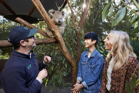 Australian Wildlife Experience At Healesville Sanctuary - Attractions Melbourne 1