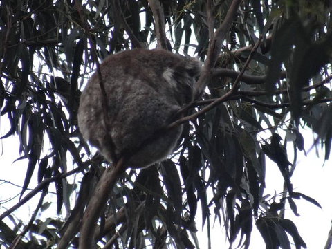 Great Ocean Road Reverse Itinerary With 12 Apostles And Lunch From Melbourne - Attractions Melbourne 14