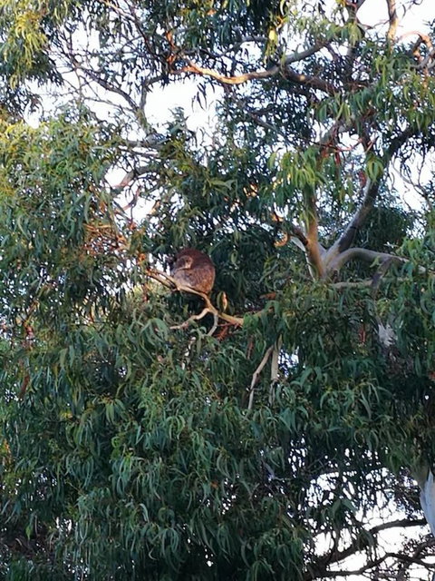 Great Ocean Road Reverse Itinerary With 12 Apostles And Lunch From Melbourne - Attractions Melbourne 18