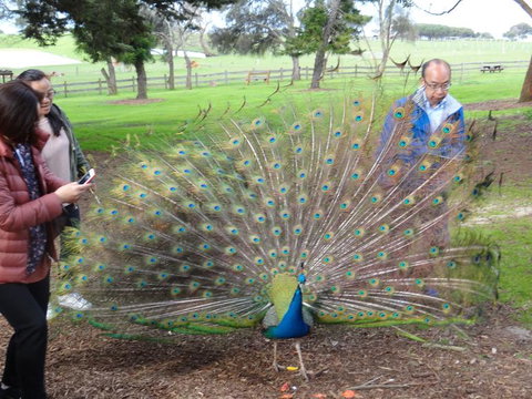 Great Ocean Road Reverse Itinerary With 12 Apostles And Lunch From Melbourne - Attractions Melbourne 12