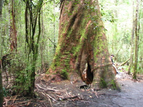 Great Ocean Road Reverse Itinerary With 12 Apostles And Lunch From Melbourne - Attractions Melbourne 7