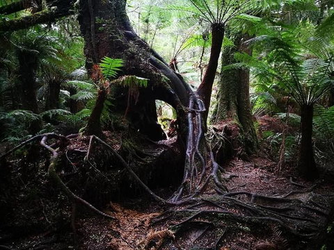 Great Ocean Road Reverse Itinerary With 12 Apostles And Lunch From Melbourne - Attractions Melbourne 24