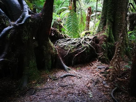 Great Ocean Road Reverse Itinerary With 12 Apostles And Lunch From Melbourne - Attractions Melbourne 19