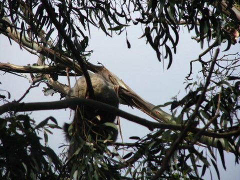 Great Ocean Road Reverse Itinerary With 12 Apostles And Lunch From Melbourne - Attractions Melbourne 6