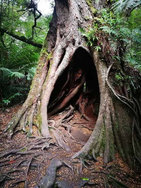 Great Ocean Road Reverse Itinerary With 12 Apostles And Lunch From Melbourne - Attractions Melbourne 22