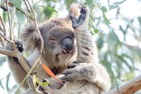 Great Ocean Road Reverse Itinerary With 12 Apostles And Lunch From Melbourne - Attractions Melbourne 37