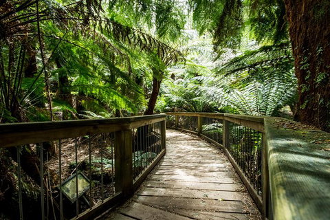 Great Ocean Road Reverse Itinerary With 12 Apostles And Lunch From Melbourne - Attractions Melbourne 29