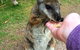Phillip Island Penguin, Brighton Beach, Moonlit Sanctuary From Melbourne - thumb 11