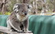 Phillip Island Penguin, Brighton Beach, Moonlit Sanctuary From Melbourne - thumb 25