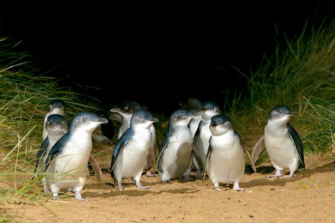 Phillip Island Penguin Brighton Beach Moonlit Sanctuary from Melbourne Melbourne