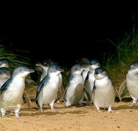 Phillip Island Penguin Brighton Beach Moonlit Sanctuary from Melbourne