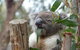 Phillip Island Penguin, Brighton Beach, Moonlit Sanctuary From Melbourne - thumb 22