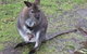 Phillip Island Penguin, Brighton Beach, Moonlit Sanctuary From Melbourne - thumb 7