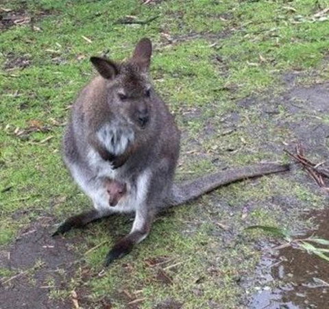 Phillip Island Penguin, Brighton Beach, Moonlit Sanctuary From Melbourne - Attractions Melbourne 7