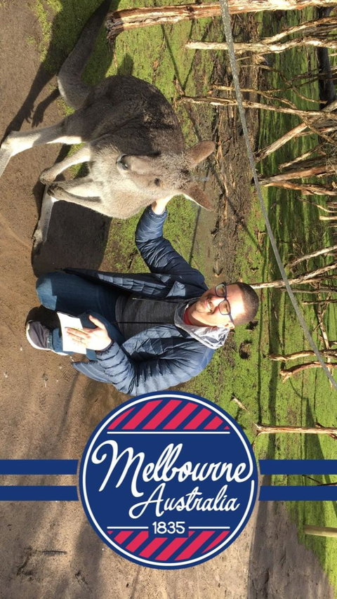 Phillip Island Penguin, Brighton Beach, Moonlit Sanctuary From Melbourne - Attractions Melbourne 9