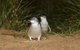 Phillip Island Penguin, Brighton Beach, Moonlit Sanctuary From Melbourne - thumb 29