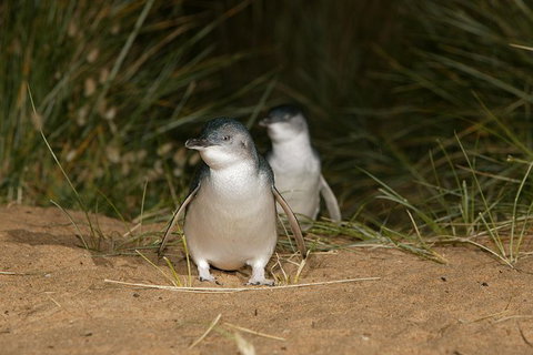 Phillip Island Penguin, Brighton Beach, Moonlit Sanctuary From Melbourne - Attractions Melbourne 29