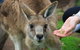 Phillip Island Penguin, Brighton Beach, Moonlit Sanctuary From Melbourne - thumb 30