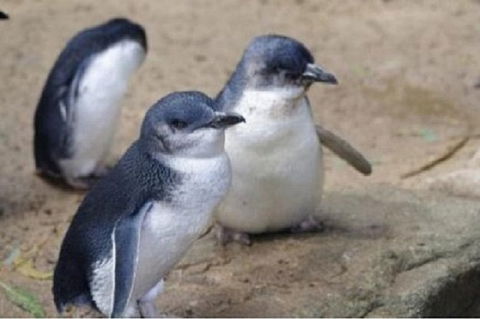 Phillip Island Tour Including Phillip Island Penguin Parade - Attractions Melbourne 1