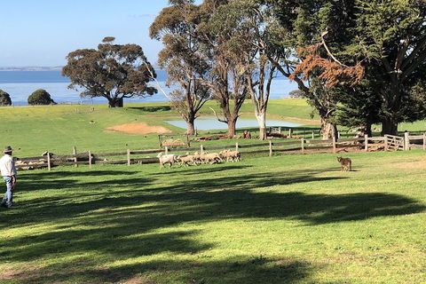 Phillip Island Tour Including Phillip Island Penguin Parade - Attractions Melbourne 8